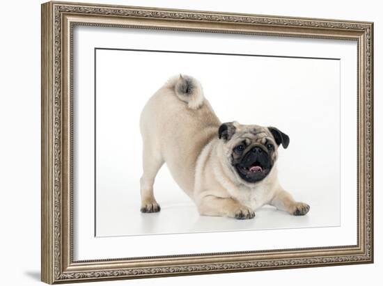Pug Puppy Crouching on Front Paws Play Bow-null-Framed Photographic Print