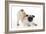 Pug Puppy Crouching on Front Paws Play Bow-null-Framed Photographic Print