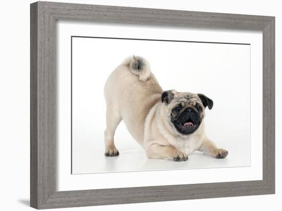 Pug Puppy Crouching on Front Paws Play Bow-null-Framed Photographic Print