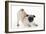 Pug Puppy Crouching on Front Paws Play Bow-null-Framed Photographic Print