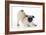 Pug Puppy Crouching on Front Paws Play Bow-null-Framed Photographic Print