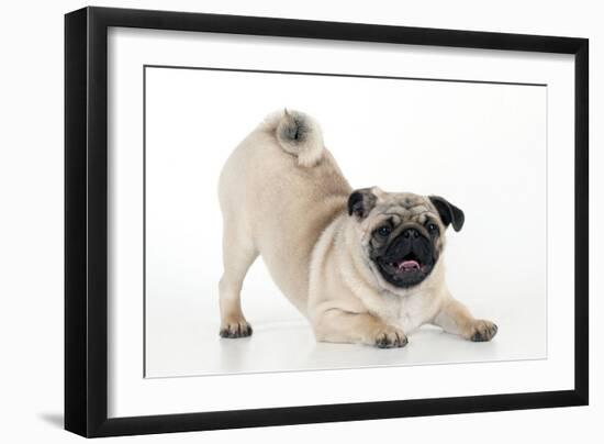 Pug Puppy Crouching on Front Paws Play Bow-null-Framed Photographic Print