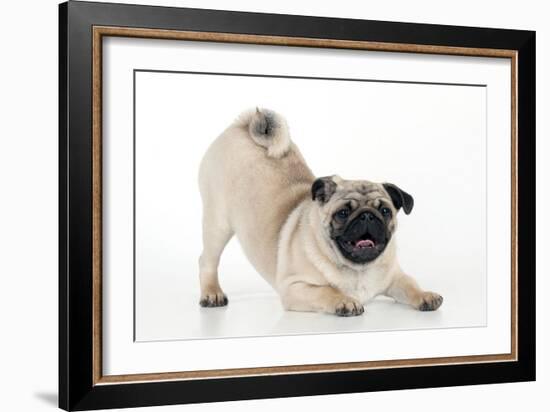 Pug Puppy Crouching on Front Paws Play Bow-null-Framed Photographic Print