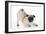 Pug Puppy Crouching on Front Paws Play Bow-null-Framed Photographic Print