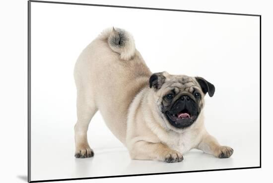 Pug Puppy Crouching on Front Paws Play Bow-null-Mounted Photographic Print