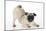 Pug Puppy Crouching on Front Paws Play Bow-null-Mounted Photographic Print