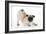 Pug Puppy Crouching on Front Paws Play Bow-null-Framed Photographic Print