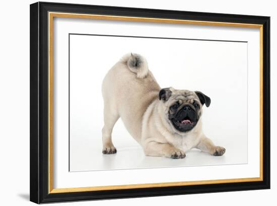 Pug Puppy Crouching on Front Paws Play Bow-null-Framed Photographic Print
