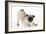 Pug Puppy Crouching on Front Paws Play Bow-null-Framed Photographic Print