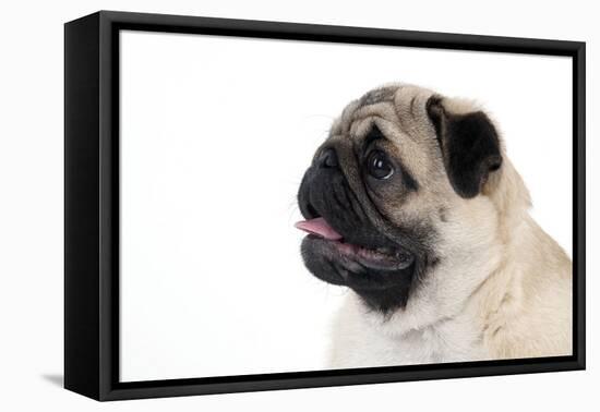 Pug Puppy (Head Shot)-null-Framed Premier Image Canvas