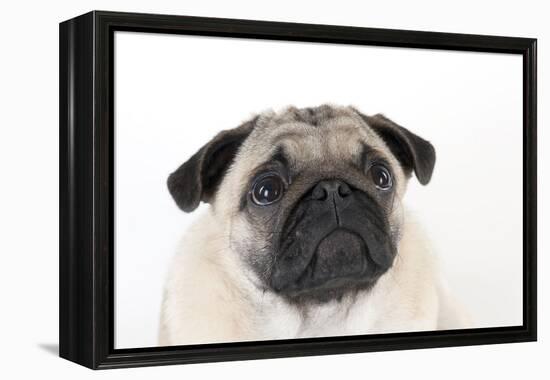 Pug Puppy (Head Shot)-null-Framed Premier Image Canvas