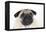 Pug Puppy (Head Shot)-null-Framed Premier Image Canvas