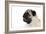 Pug Puppy (Head Shot)-null-Framed Photographic Print