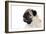 Pug Puppy (Head Shot)-null-Framed Photographic Print