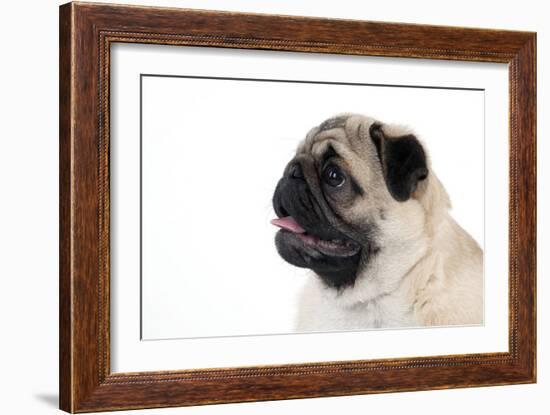 Pug Puppy (Head Shot)-null-Framed Photographic Print