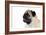 Pug Puppy (Head Shot)-null-Framed Photographic Print