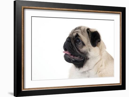 Pug Puppy (Head Shot)-null-Framed Photographic Print