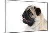 Pug Puppy (Head Shot)-null-Mounted Photographic Print