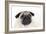 Pug Puppy (Head Shot)-null-Framed Photographic Print