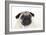 Pug Puppy (Head Shot)-null-Framed Photographic Print