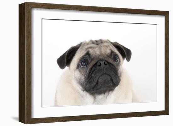 Pug Puppy (Head Shot)-null-Framed Photographic Print