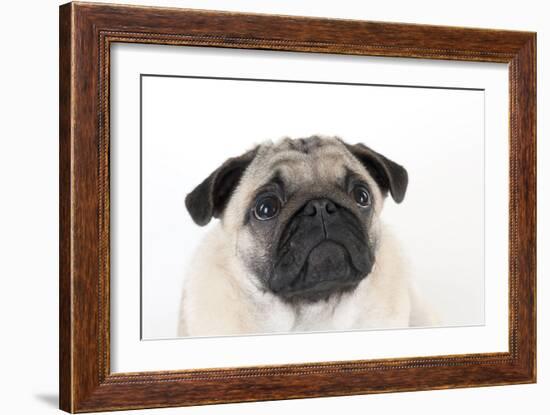 Pug Puppy (Head Shot)-null-Framed Photographic Print