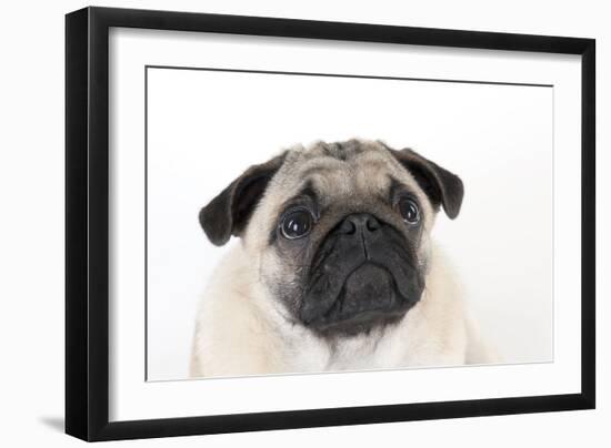 Pug Puppy (Head Shot)-null-Framed Photographic Print