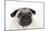 Pug Puppy (Head Shot)-null-Mounted Photographic Print