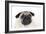 Pug Puppy (Head Shot)-null-Framed Photographic Print