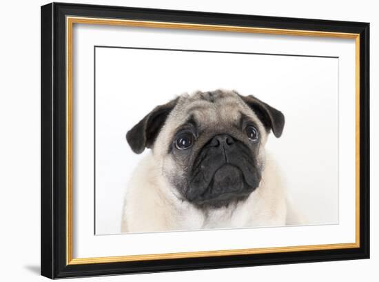 Pug Puppy (Head Shot)-null-Framed Photographic Print