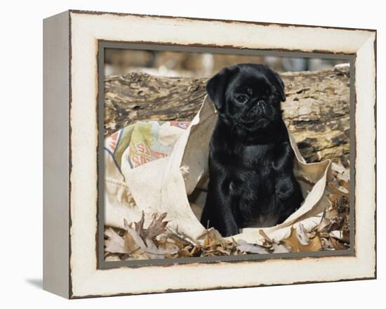 Pug Puppy in Sacking, USA-Lynn M. Stone-Framed Premier Image Canvas