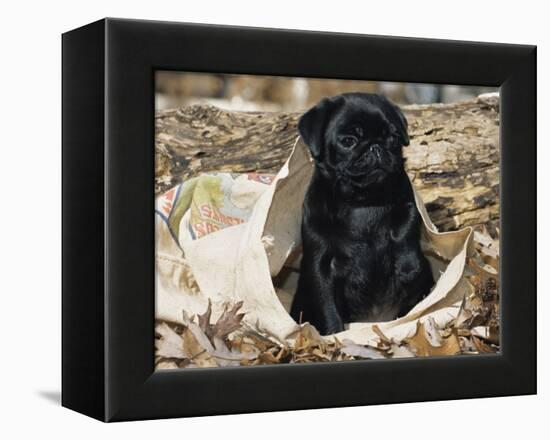 Pug Puppy in Sacking, USA-Lynn M. Stone-Framed Premier Image Canvas