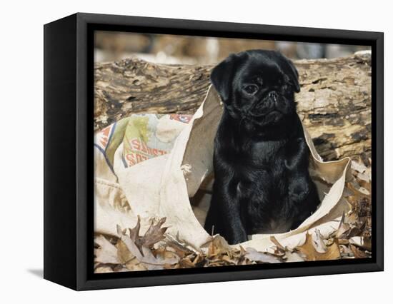 Pug Puppy in Sacking, USA-Lynn M. Stone-Framed Premier Image Canvas