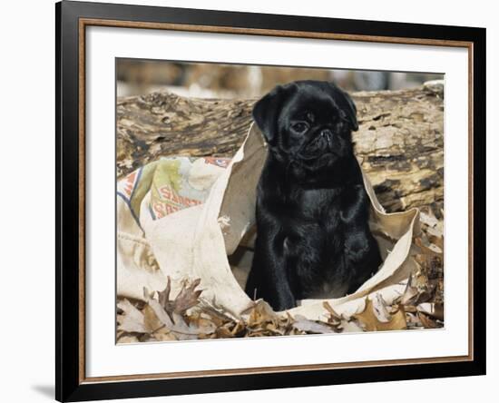 Pug Puppy in Sacking, USA-Lynn M. Stone-Framed Photographic Print