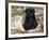 Pug Puppy in Sacking, USA-Lynn M. Stone-Framed Photographic Print