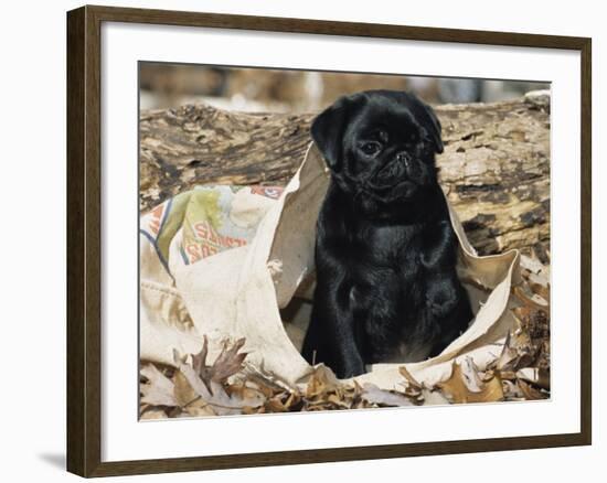 Pug Puppy in Sacking, USA-Lynn M. Stone-Framed Photographic Print