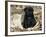 Pug Puppy in Sacking, USA-Lynn M. Stone-Framed Photographic Print