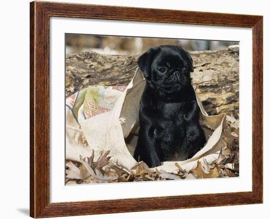 Pug Puppy in Sacking, USA-Lynn M. Stone-Framed Photographic Print