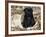 Pug Puppy in Sacking, USA-Lynn M. Stone-Framed Photographic Print