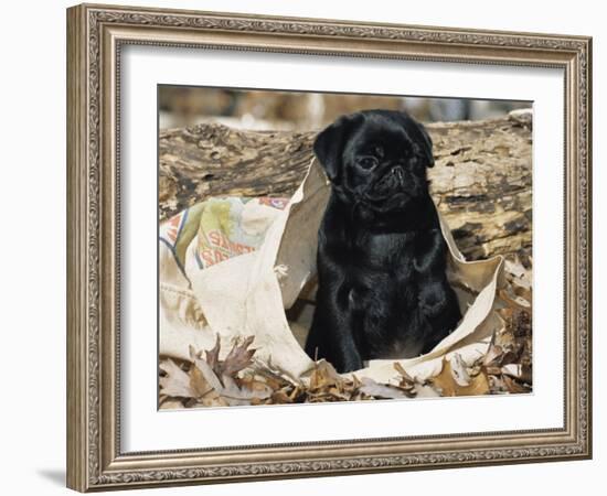 Pug Puppy in Sacking, USA-Lynn M. Stone-Framed Photographic Print