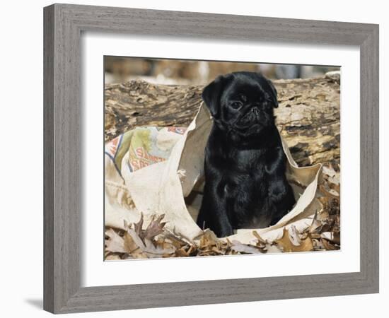 Pug Puppy in Sacking, USA-Lynn M. Stone-Framed Photographic Print