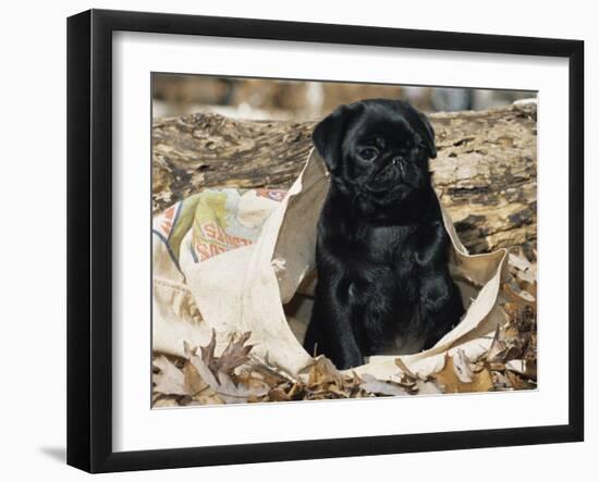 Pug Puppy in Sacking, USA-Lynn M. Stone-Framed Photographic Print