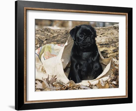 Pug Puppy in Sacking, USA-Lynn M. Stone-Framed Photographic Print