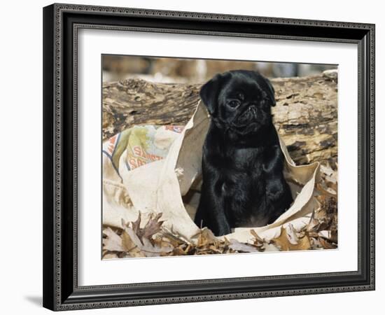 Pug Puppy in Sacking, USA-Lynn M. Stone-Framed Photographic Print