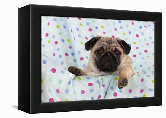 Pug Puppy on Spotted Blanket-null-Framed Premier Image Canvas