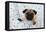 Pug Puppy on Spotted Blanket-null-Framed Premier Image Canvas