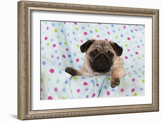 Pug Puppy on Spotted Blanket-null-Framed Photographic Print