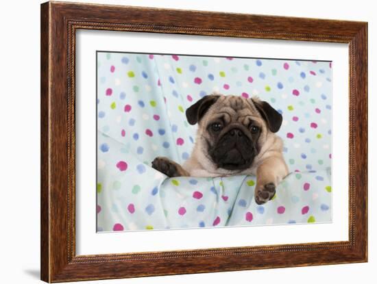 Pug Puppy on Spotted Blanket-null-Framed Photographic Print