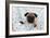 Pug Puppy on Spotted Blanket-null-Framed Photographic Print