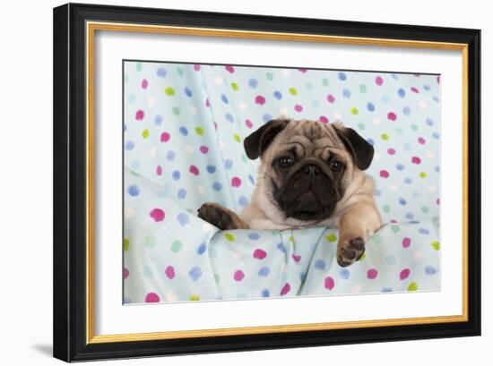 Pug Puppy on Spotted Blanket-null-Framed Photographic Print